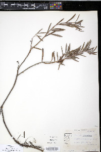 Andromeda polifolia var. latifolia image