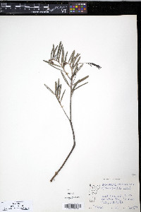 Andromeda polifolia var. latifolia image