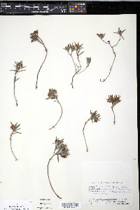 Andromeda polifolia image