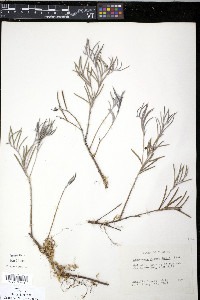 Andromeda polifolia var. latifolia image