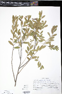 Cassandra calyculata image