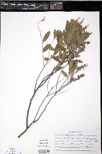 Cassandra calyculata image