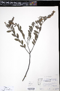 Cassandra calyculata image