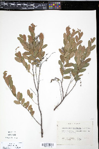 Cassandra calyculata image