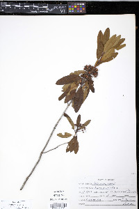 Kalmia angustifolia image