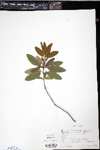 Kalmia angustifolia image