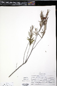 Kalmia polifolia image