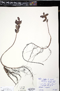 Hypericum virginicum image