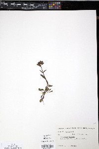 Penstemon tolmiei image