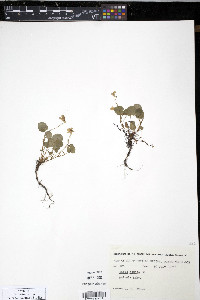 Viola adunca image