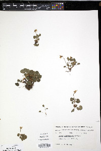 Viola labradorica image