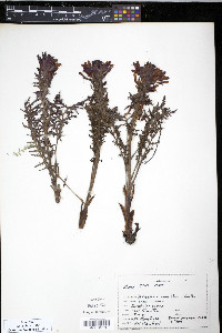 Pedicularis densiflora image