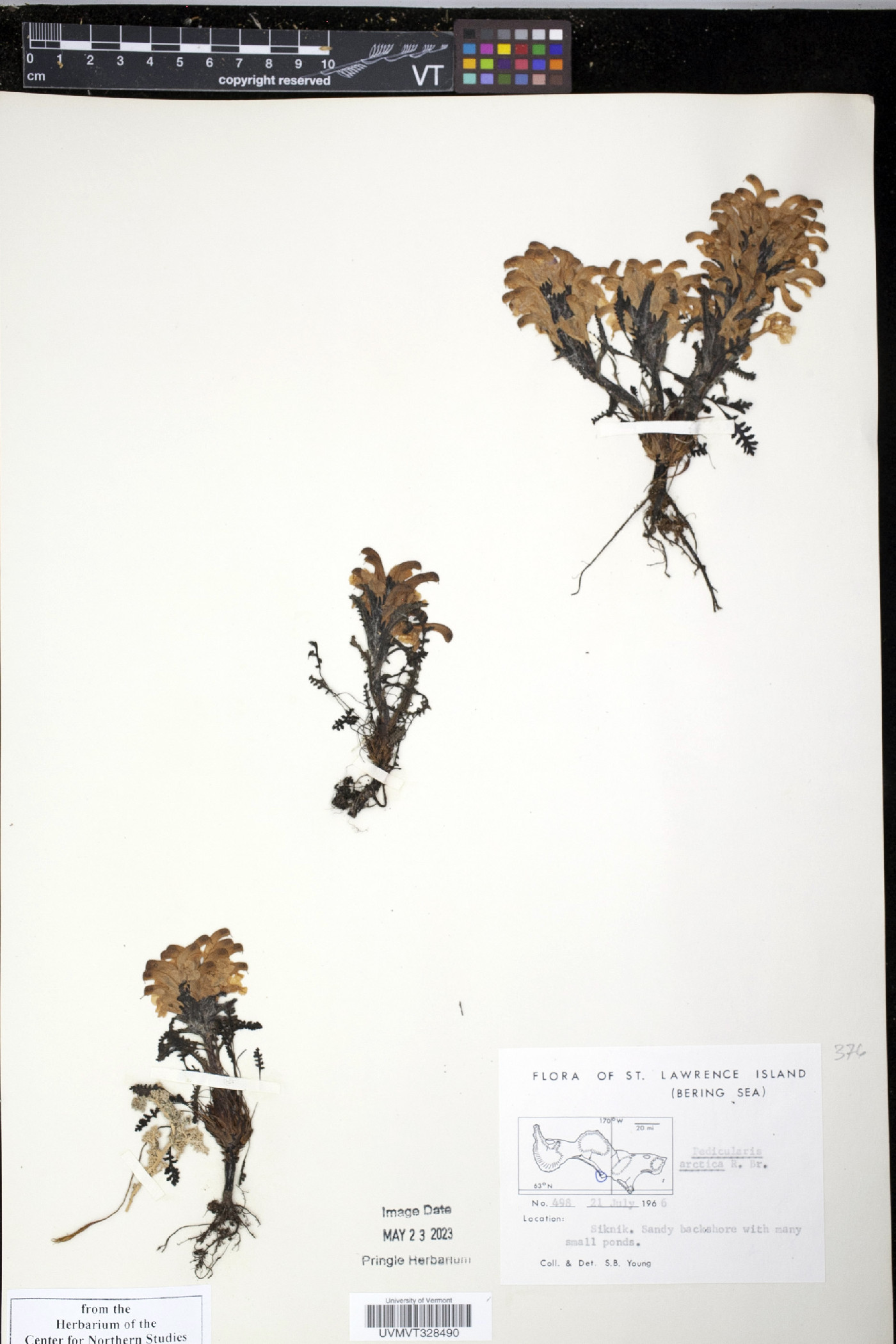 Pedicularis arctica image