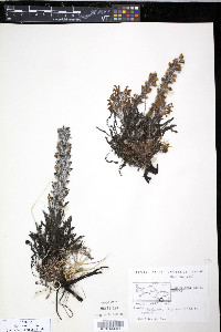 Pedicularis kanei image