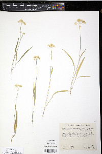 Perideridia parishii image