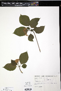 Cornus alternifolia image