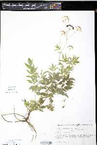 Aralia hispida image