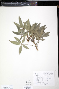 Pseudopanax laetevirens image
