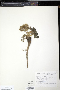 Angelica lucida image