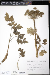 Angelica lucida image