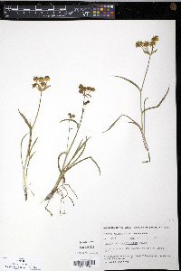Bupleurum triradiatum image