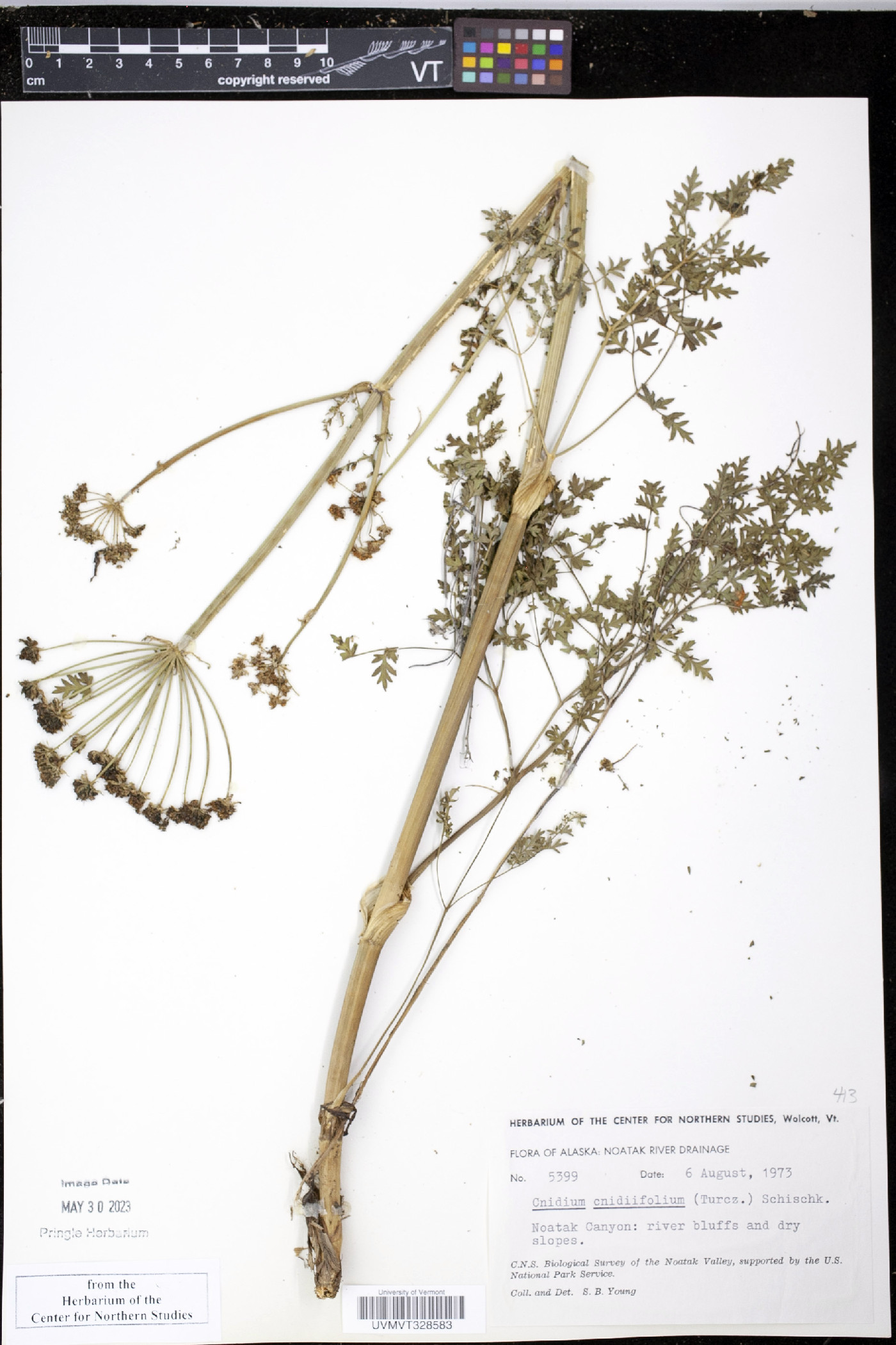 Cnidium cnidiifolium image