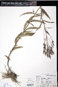 Verbena hastata image
