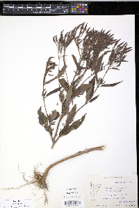 Verbena hastata image
