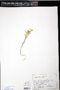 Collomia grandiflora image