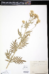 Polemonium foliosissimum image