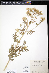 Polemonium foliosissimum image