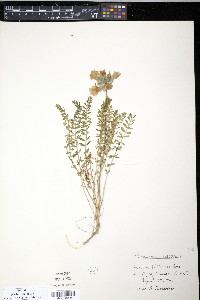 Polemonium viscosum image