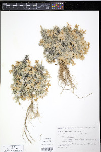 Phlox sibirica image