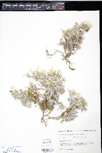 Phlox sibirica image