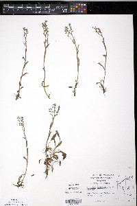 Myosotis alpestris image