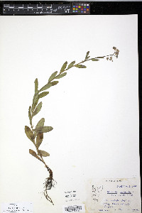 Myosotis scorpioides image