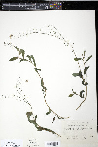 Myosotis scorpioides image