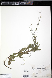 Myosotis scorpioides image