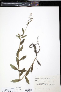 Myosotis scorpioides image