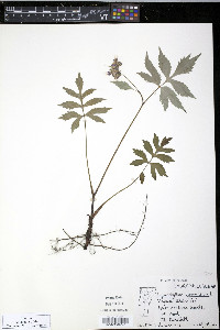 Hydrophyllum virginianum image