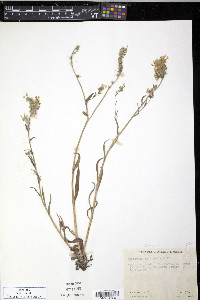 Amsinckia intermedia image