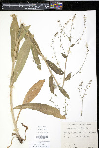 Cynoglossum officinale image