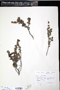 Betula nana image