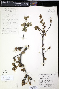 Betula pumila image