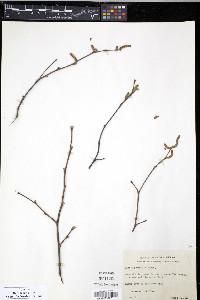 Corylus cornuta image