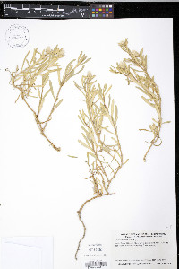 Blutaparon vermiculare image
