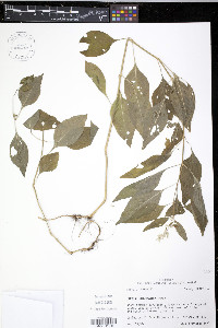 Iresine rhizomatosa image