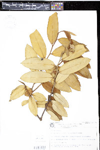 Guatteria notabilis image