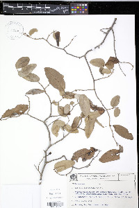 Rollinia leptopetala image