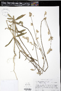 Froelichia floridana var. campestris image